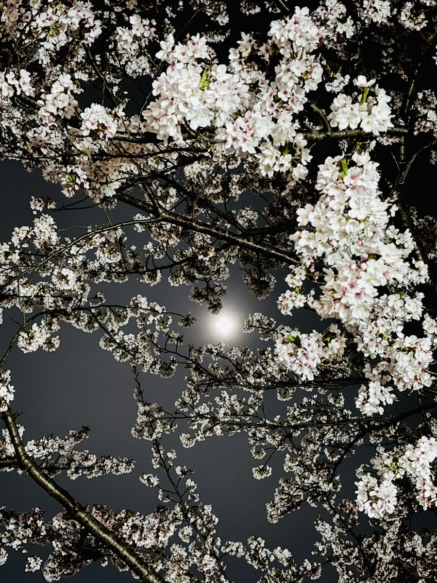 Ut74SDcPm725252's tweet image. 2週間前に一緒に見た景色を見に行ったよ
その時は咲き始めꉂ🤭
でもとても綺麗だった🌸*・
桜を見ると私を思いうかぶと言うてくれた人がいる
大好きな桜が散り始めてる
桜が散ると
私の記憶も消えてしまうのかも𖥧𖧧
いやだな…
#私の大切な宝者
#写真で伝えたい私の世界
#iPhone越しの私の世界