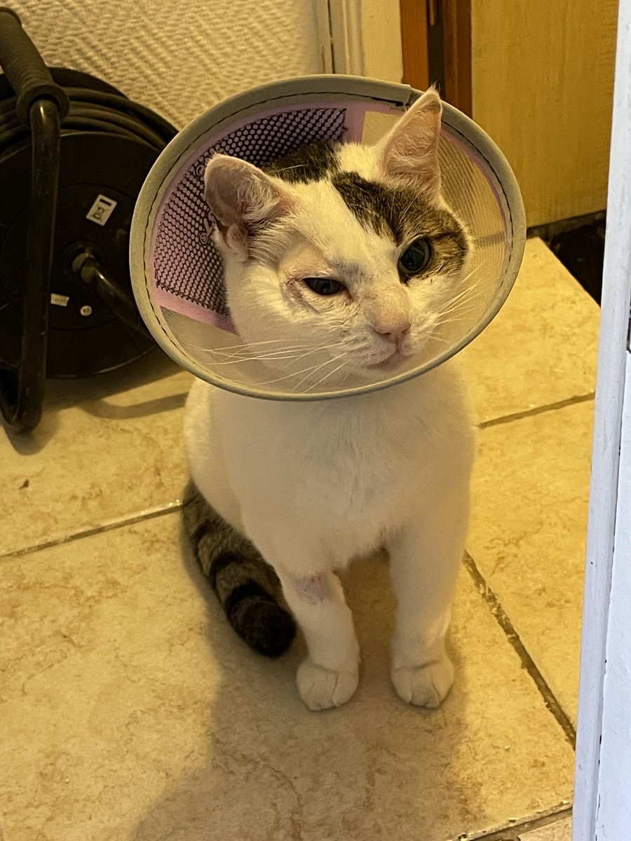 Envoyez de bonnes ondes à Plumeau, notre chat victime d’une luxation du cristallin. 48 heures après, il va déjà mieux, même si l'opération nous a coûté un bras (un SMIC !). Les mauvaises langues y verront la raison à mes nombreux projets, dont un essai signé pour 2026... 😇