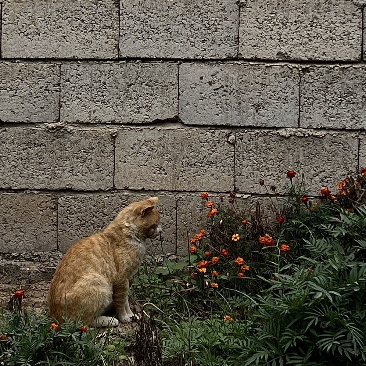 p2tla's tweet photo. يساق المرء نحو أقداره…
فاطمئنوا🧡🌱. https://t.co/AZlRfN2NE9