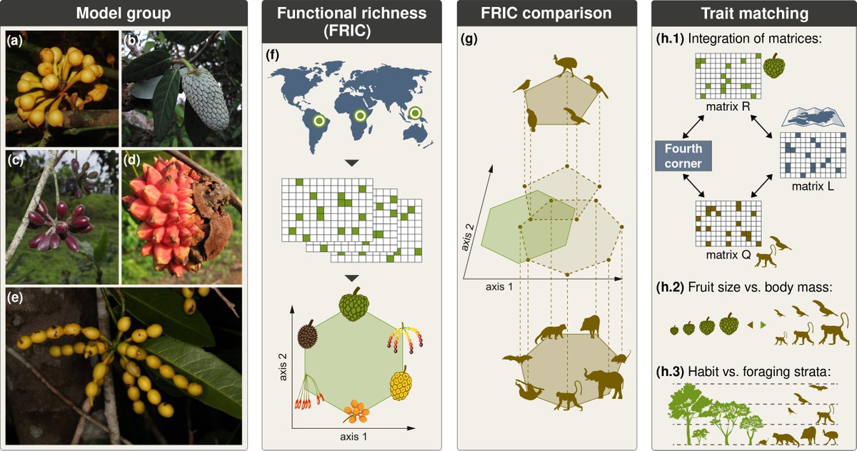 Andressa Cabral (@acabral_bio) on Twitter photo Ever wondered what explains the amazing fruit diversity in the custard apple family (Annonaceae)?
Check our findings here: nph.onlinelibrary.wiley.com/doi/10.1111/npโฆ
It's been a pleasure to work with such a great team: Carlos, Hervรฉ, Ingolf, Irene, Isabell, Joseph, Oskar, Renske, Sรธren, Thomas :) Ever wondered what explains the amazing fruit diversity in the custard apple family (Annonaceae)?
Check our findings here: nph.onlinelibrary.wiley.com/doi/10.1111/npโฆ
It's been a pleasure to work with such a great team: Carlos, Hervรฉ, Ingolf, Irene, Isabell, Joseph, Oskar, Renske, Sรธren, Thomas :)