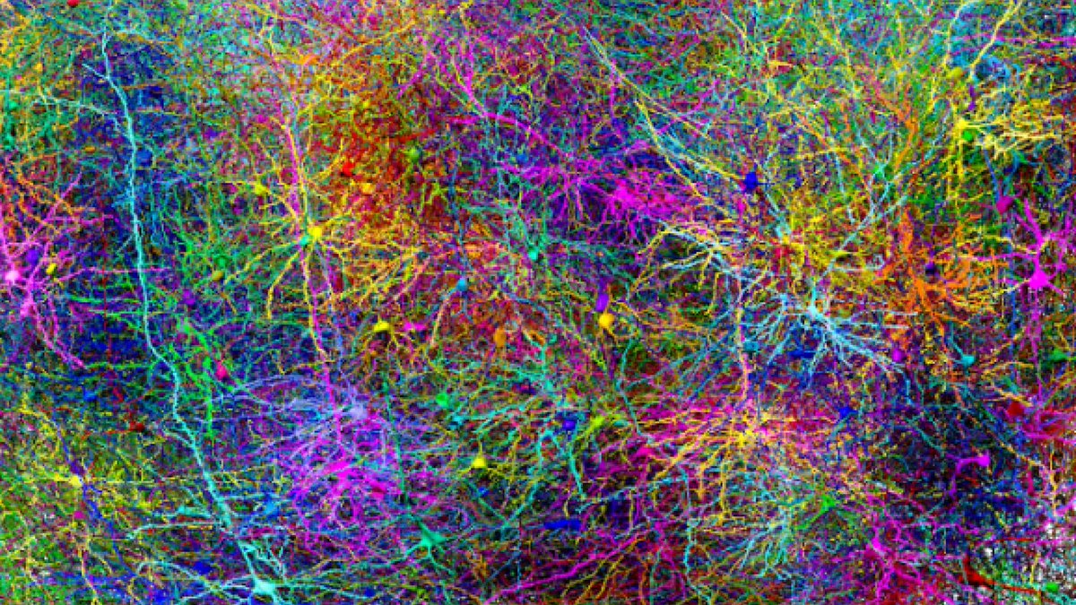 ahier's tweet photo. #NEURD: A new software to proofread the map of the brain
https://t.co/Gr3nfEomq5 https://t.co/t8tSQf7nAq