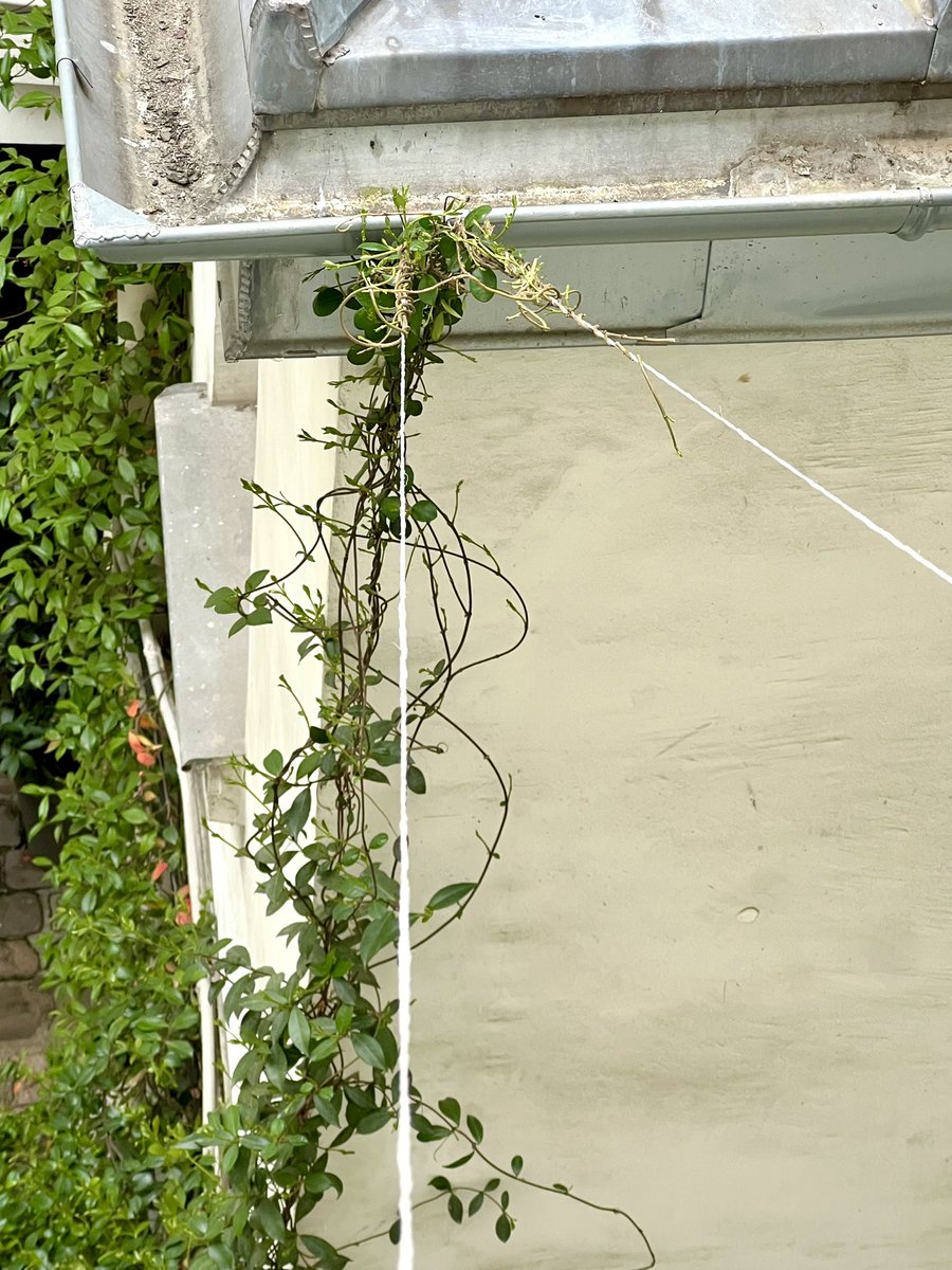 sdulermo's tweet image. Bientôt du jasmin à la fenêtre 🤗🌿

#paris9 #natureenville #copro #vegetalisation