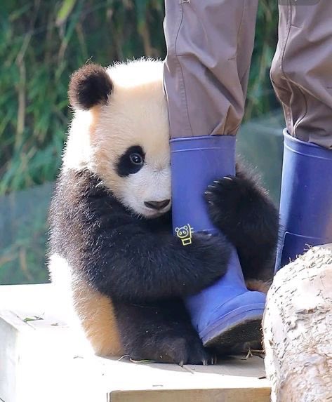 twaniimals's tweet photo. https://t.co/xkVDoXOSV4