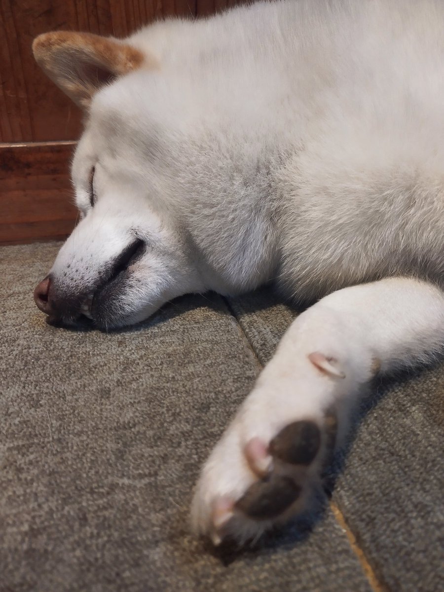 SPKING_1029's tweet photo. zzz... 

#spking
#柴犬を崇めよ 
#柴犬のいる暮らし 
#白柴犬
#犬のいる幸せ 
#犬好き https://t.co/osLXlWSx0e
