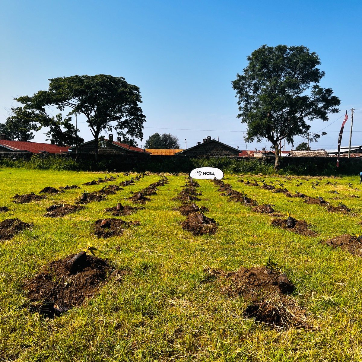 Mbaka Joe 🇰🇪 (@elkanahmbaka) on Twitter photo NCBA’s commitment to grow 10 million trees by 2030 is already bearing fruit.
In 2024 alone, they planted over 426,000 trees across the region in partnership with <a href="/KeForestService/">Kenya Forest Service</a> and others. This is what real environmental leadership looks like.
#NCBAChangeTheStory NCBA’s commitment to grow 10 million trees by 2030 is already bearing fruit.
In 2024 alone, they planted over 426,000 trees across the region in partnership with <a href="/KeForestService/">Kenya Forest Service</a> and others. This is what real environmental leadership looks like.
#NCBAChangeTheStory