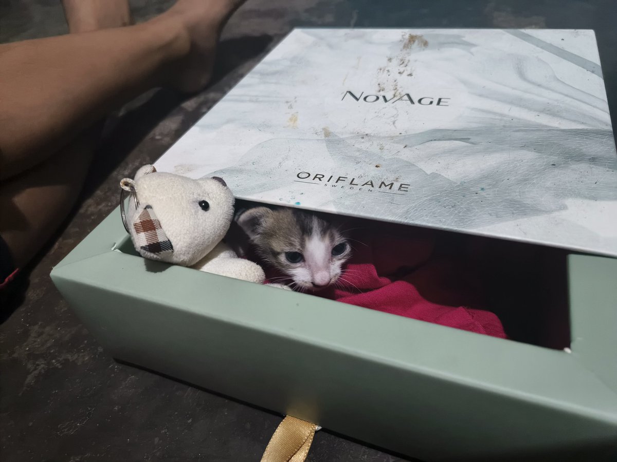 nehal__dude's tweet photo. Just adopted thi stray kitten, what should I name it and drop some raising tips pls https://t.co/hQOH7vAjkW