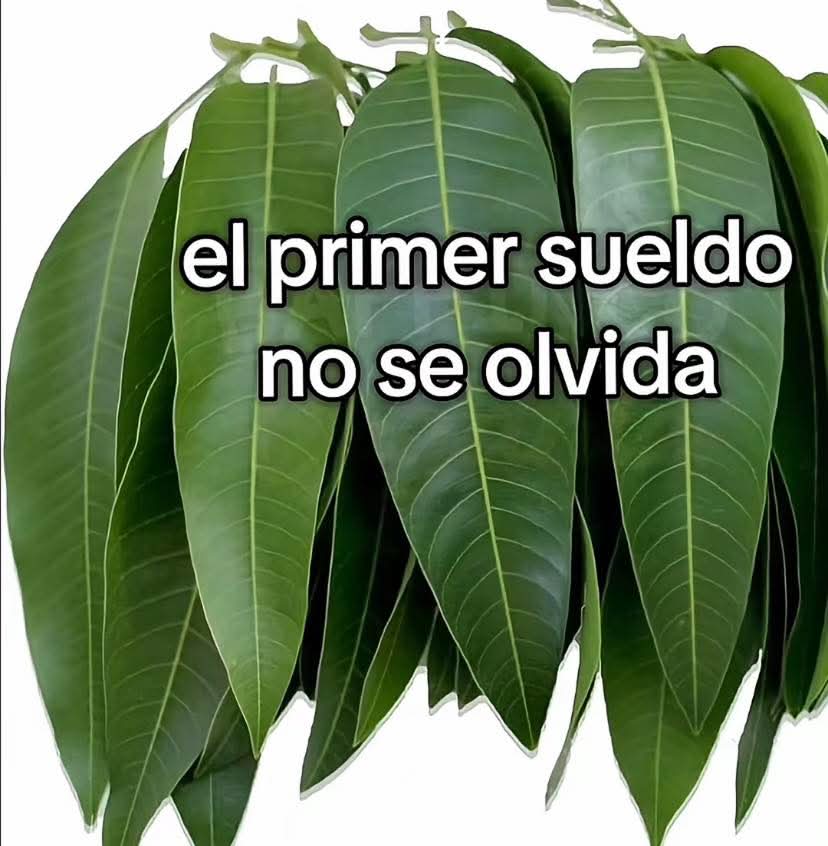 Memes Universidad Nacional (@nacional_memes) on Twitter photo 