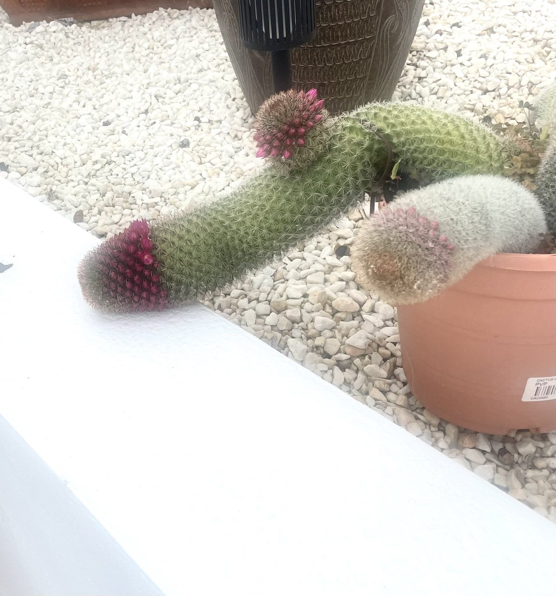 suzie warren tweet media