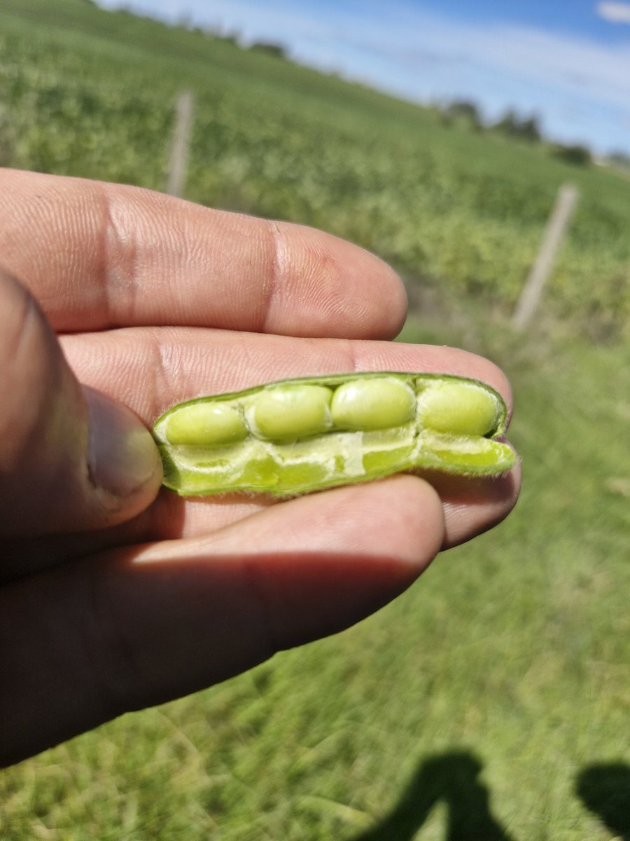 Seguramente este sea uno de esos años que "eleve la vara" a la hora de pensar en una variedad para la próxima siembra...