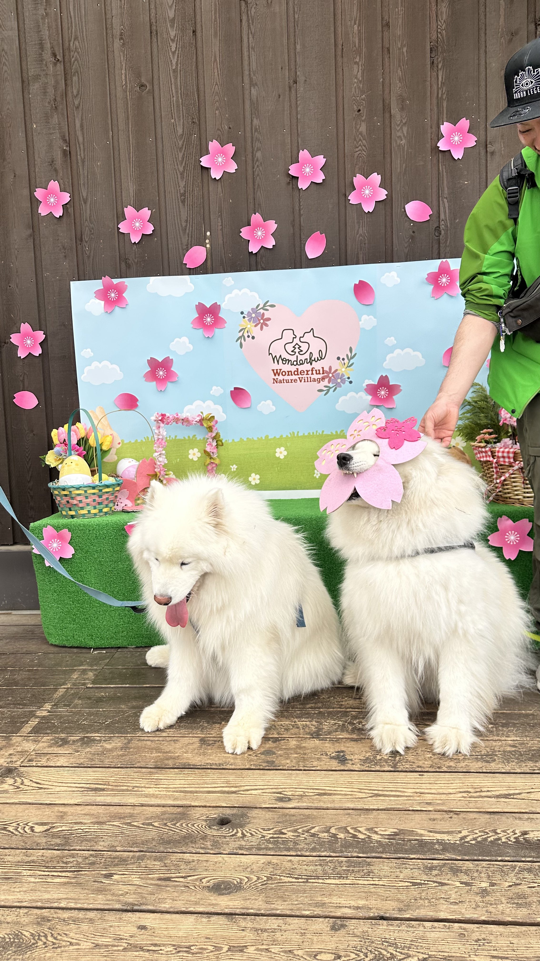 サモエドのソラン soran the samoyed (@samoedsoran) / X サモエドのソラン soran the samoyed (@samoedsoran) / X
