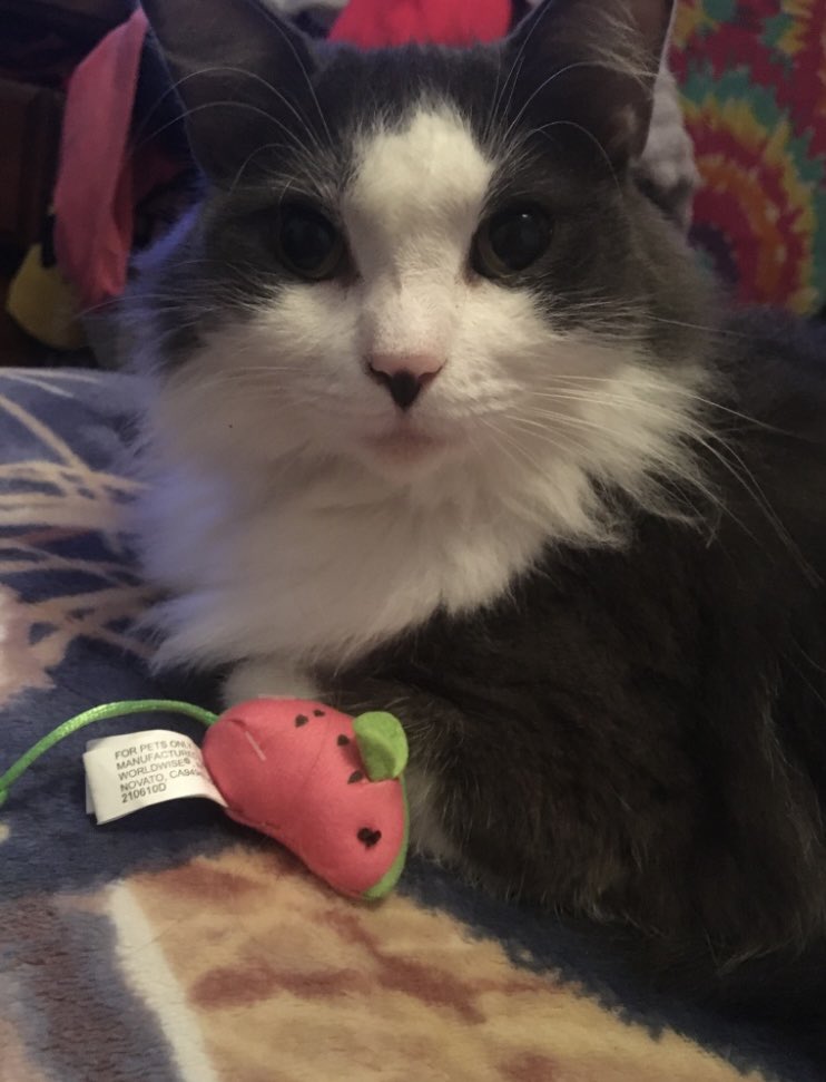 With a sad heart, I come to you, to report the loss of my Best Friend MsFluffyButt aka Fluffner 
My sorrow is beyond measure and my heart is broken beyond compare, 
Fly High My Queen 🩷🐾