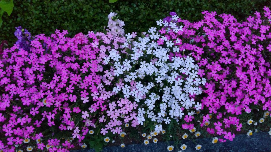 EnergyEnginee11's tweet photo. #サクラソウ #Japaneseprimrose 

Do flowers also sleep at night? 
    💤
😌  Have a good time ahead

花たちも、夜になると寝るのかな？
お安眠なさい ～ おやすみん https://t.co/N57KS9vL17