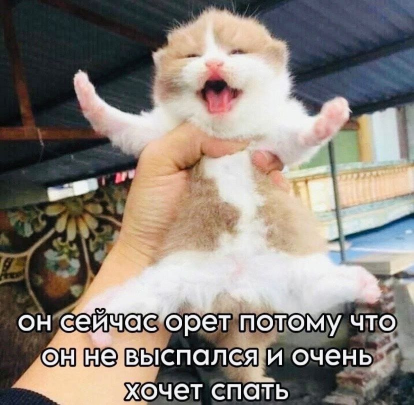 catsilcats's tweet photo. https://t.co/pzpluYqBZh