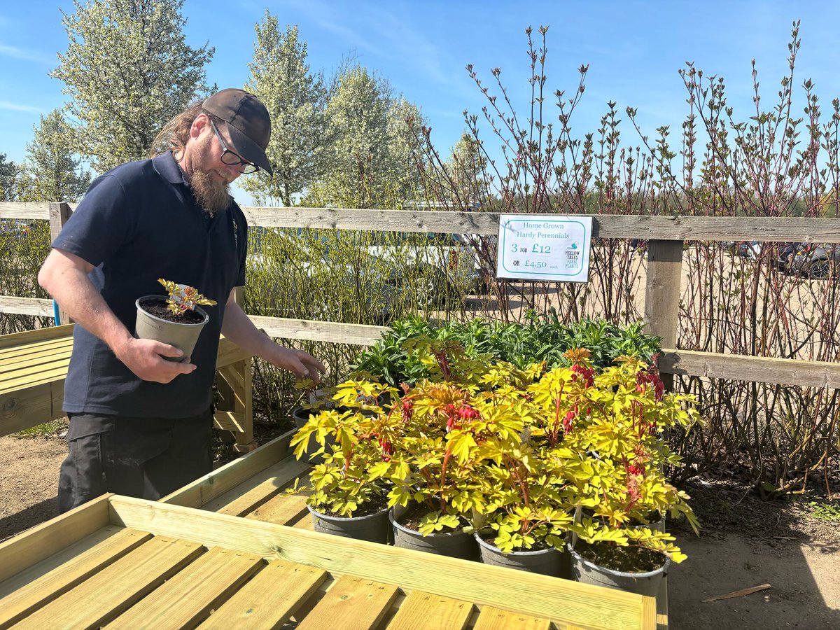 HollowTreesFarm's tweet photo. 🌿 4 for £12 perennials or just £4.50 each – blooming great value!

Our perennials are homegrown right here at Hollow Trees, with plenty thriving in our polytunnels ready to head into your garden. Grown with care and looking fantastic! https://t.co/n6l9F1reqp