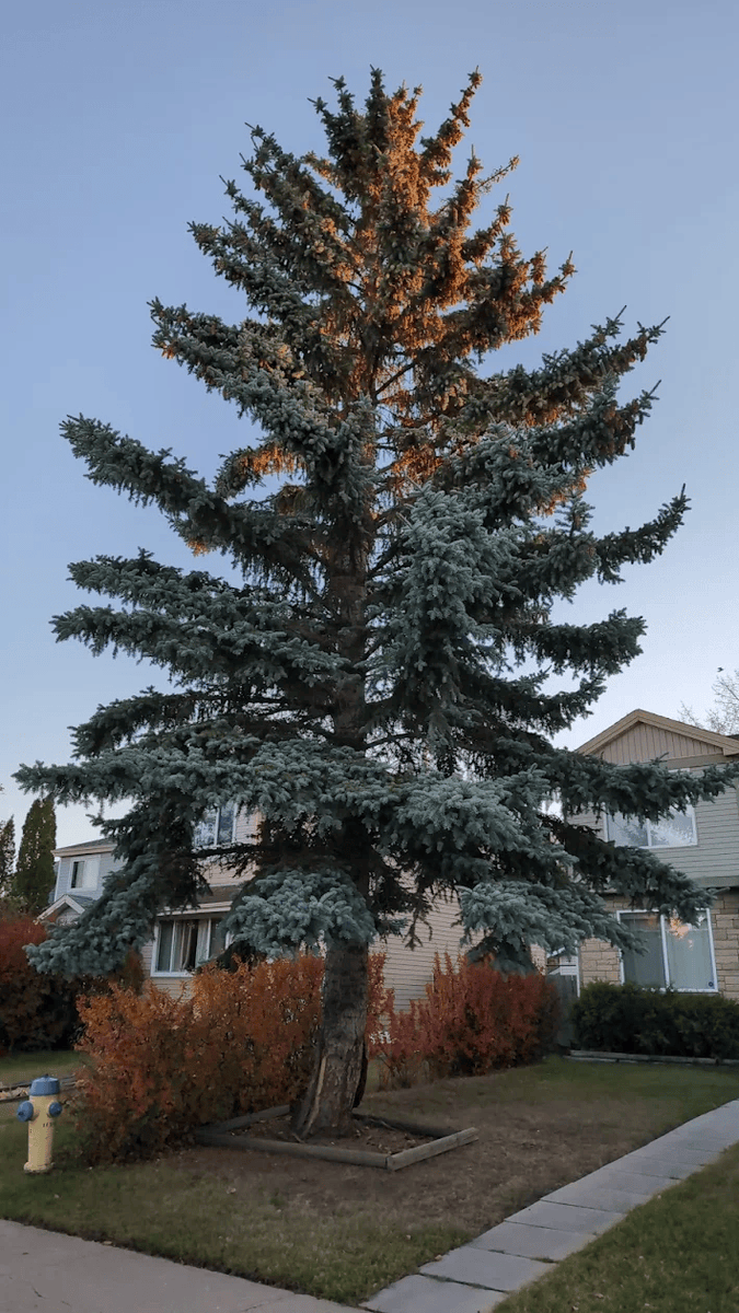 TreeSvcWindsor's tweet image. Just completed this blue spruce removal project! When trees outgrow their urban space, they can become safety hazards for nearby homes.
Before and after shots show our clean work - no property damage, just a safer neighborhood.
Feel free to contact us: treeserviceswindsor.com