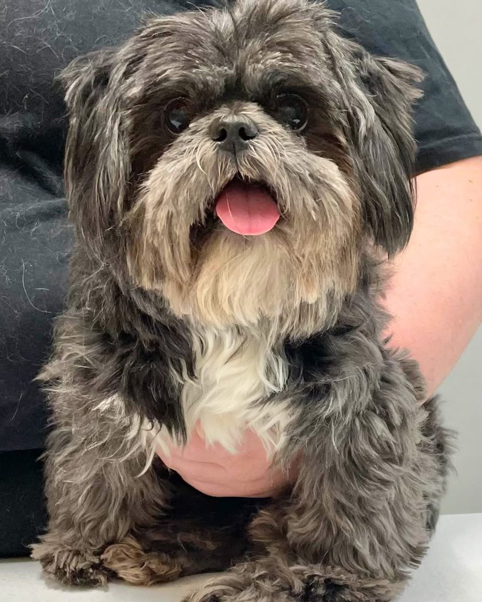 CRITICAL UPDATE-SANGRIA🍹
(intake video and pic below)

Sangria arrived at Dr. Terry's late yesterday and underwent surgery to remove the stones from her bladder.👇