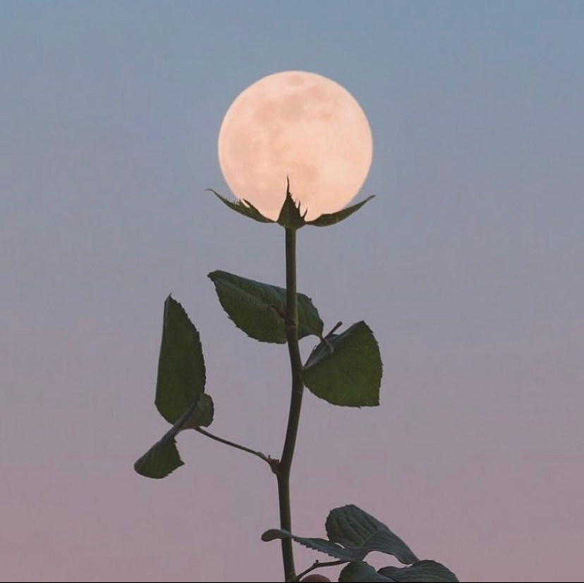 OkoLiving's tweet photo. Tonight, the Full Moon in Libra invites us to restore balance in our relationships, emotions, and inner world. ✨ Libra, ruled by Venus, governs love, beauty, and harmony, reminding us that true peace comes when we align our needs and the needs of others.⁠ 👒🌷🌸 https://t.co/B1n7Xk7J4u
