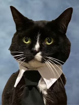 ntubb's tweet photo. @ShouldHaveCat This is Benj. And there is as much going on behind those eyes as the picture suggests 🐾 https://t.co/0WInWJP4fk