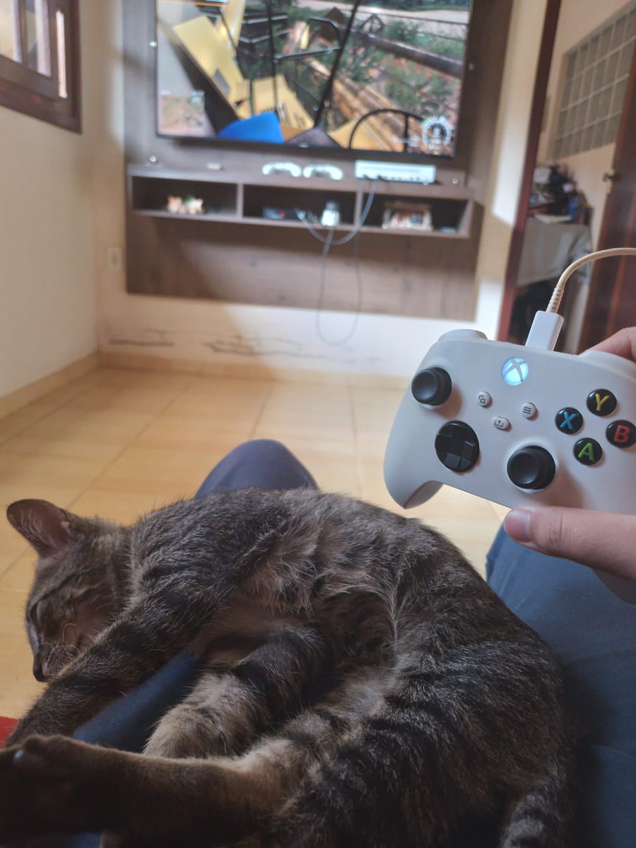 tp_kauan's tweet photo. apareceu um gato lá em casa e agora meu irmão só me manda foto assim https://t.co/J1kVJgeAQN