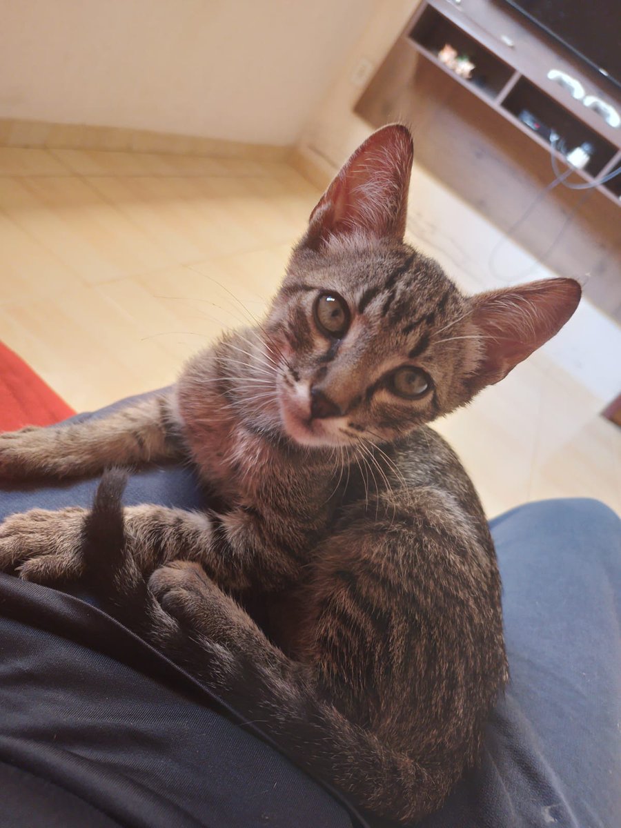 tp_kauan's tweet photo. apareceu um gato lá em casa e agora meu irmão só me manda foto assim https://t.co/J1kVJgeAQN
