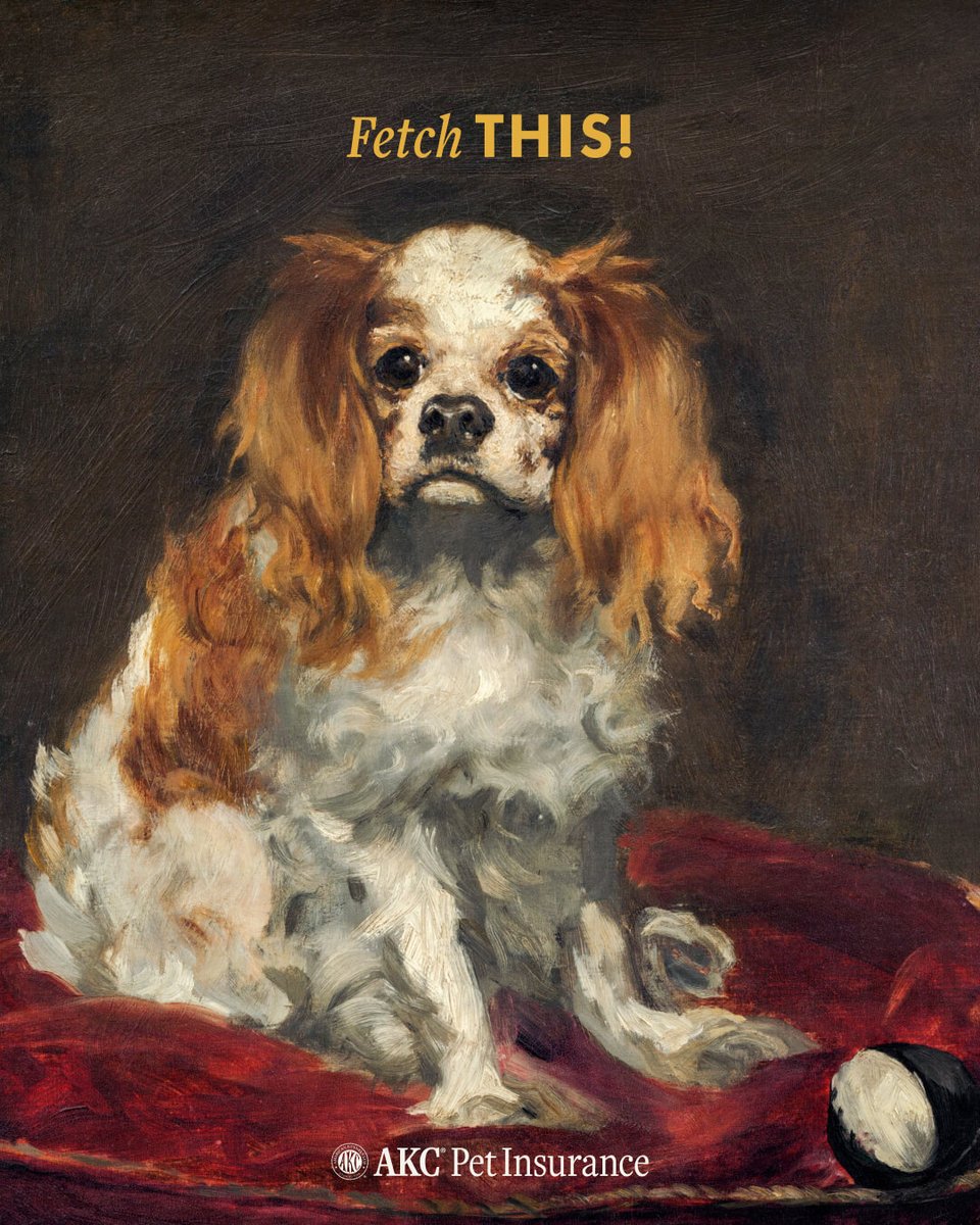 AKCPetInsurance's tweet photo. The only thing I’m fetching is compliments 💅🐶 #ThatsSoFetch #ClassicCanines https://t.co/2gkIQ8wVYy