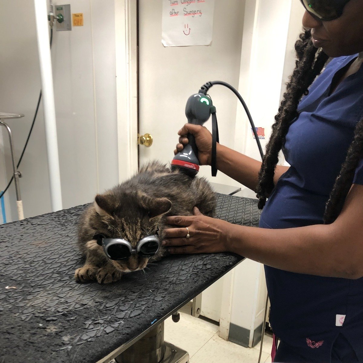 CompanionLaser's tweet photo. Our Clinic of the Week is Little Rock Veterinary Clinic in Arkansas! Here's one of their patients enjoying some "purr-fect" laser therapy to relieve pain. 

#littlerockveterinaryclinic #veterinary #doggles #lasertherapy #lasertherapyforcats #photobiomodulation #arkansasvet https://t.co/CPF4iGaxV1