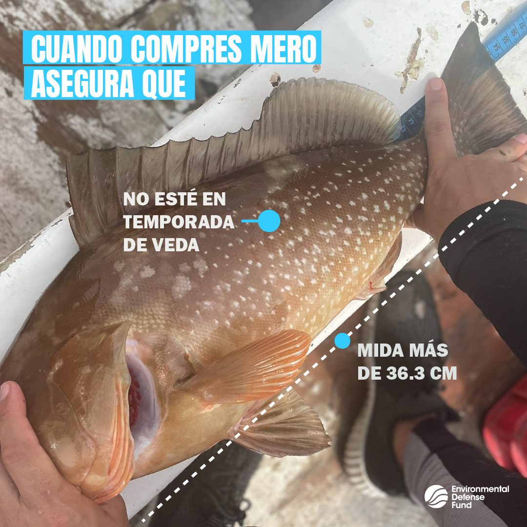 EDF_Espanol's tweet photo. 🚧 Pescar meros antes de que lleguen a la madurez sexual pone en riesgo la capacidad de reproducción del stock y, con ello, el futuro de las comunidades que viven de esta pesquería. 
📏¡No compres ni pesques #meros que midan menos de 36.3cm o que estén en temporada de veda! https://t.co/8GiUNyANe5