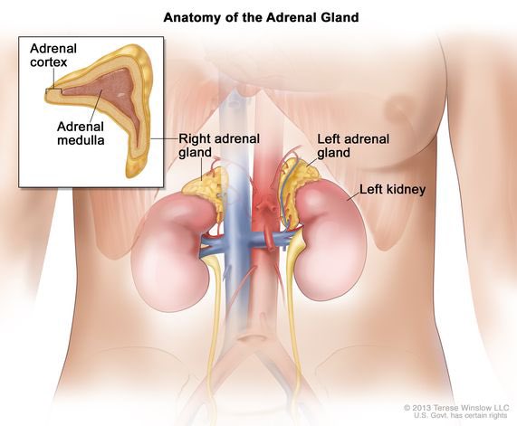What are your adrenal glands?

The adrenal glands are small, triangular-shaped endocrine glands located on top of each kidney. 

They produce hormones that regulate metabolism, stress response, blood pressure, and immune function. 

Each gland has two main parts: the adrenal