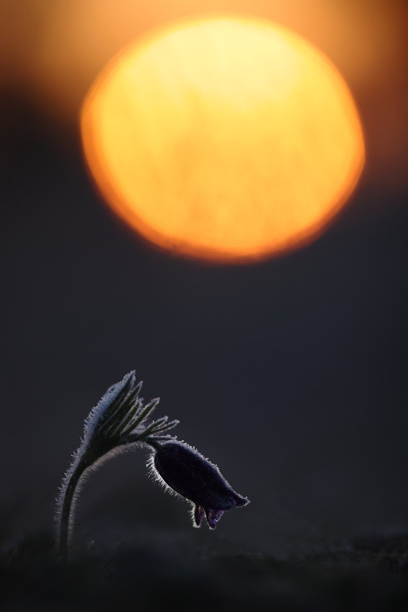 Pasque Flower at sunrise