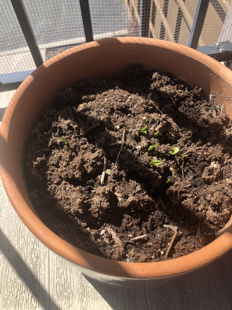 OBrien6969's tweet image. #springbreakout 
#spring
#flowers
#gardening
#balconygarden
Most years, spring passes us by…but this year maybe not. Despite having snow a couple of days ago, it’s all gone now and my Asian Lily is peeking through. Oh I can’t wait to see it bloom again.