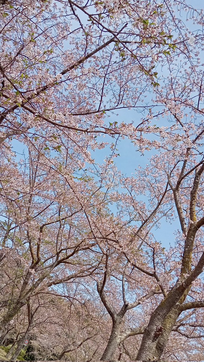 garage5884's tweet photo. お花見 https://t.co/c4tXFLGWyC