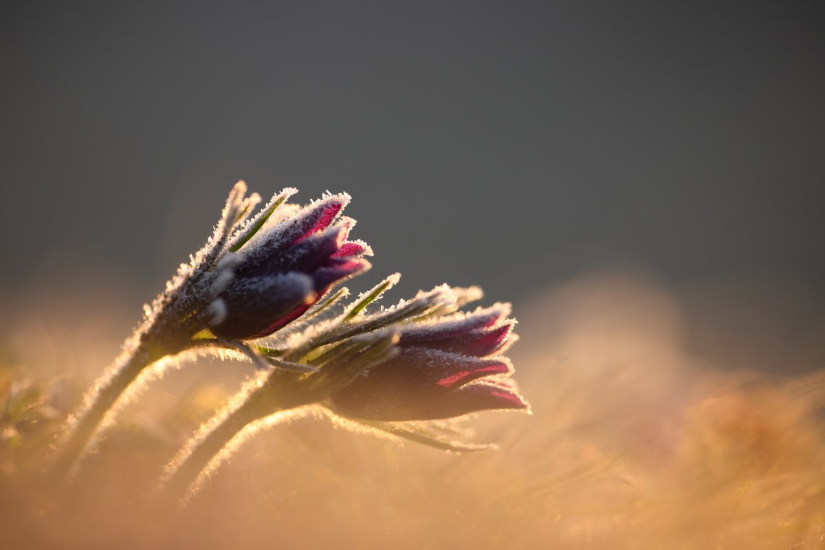 Frosty Pasque Flowers