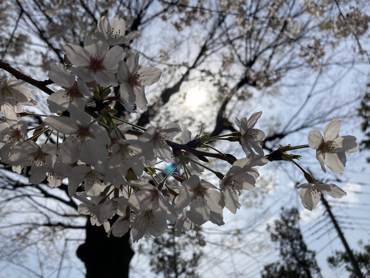 k52_96k's tweet photo. 太陽の光を浴びた桜🌸 https://t.co/PdnImERwS8