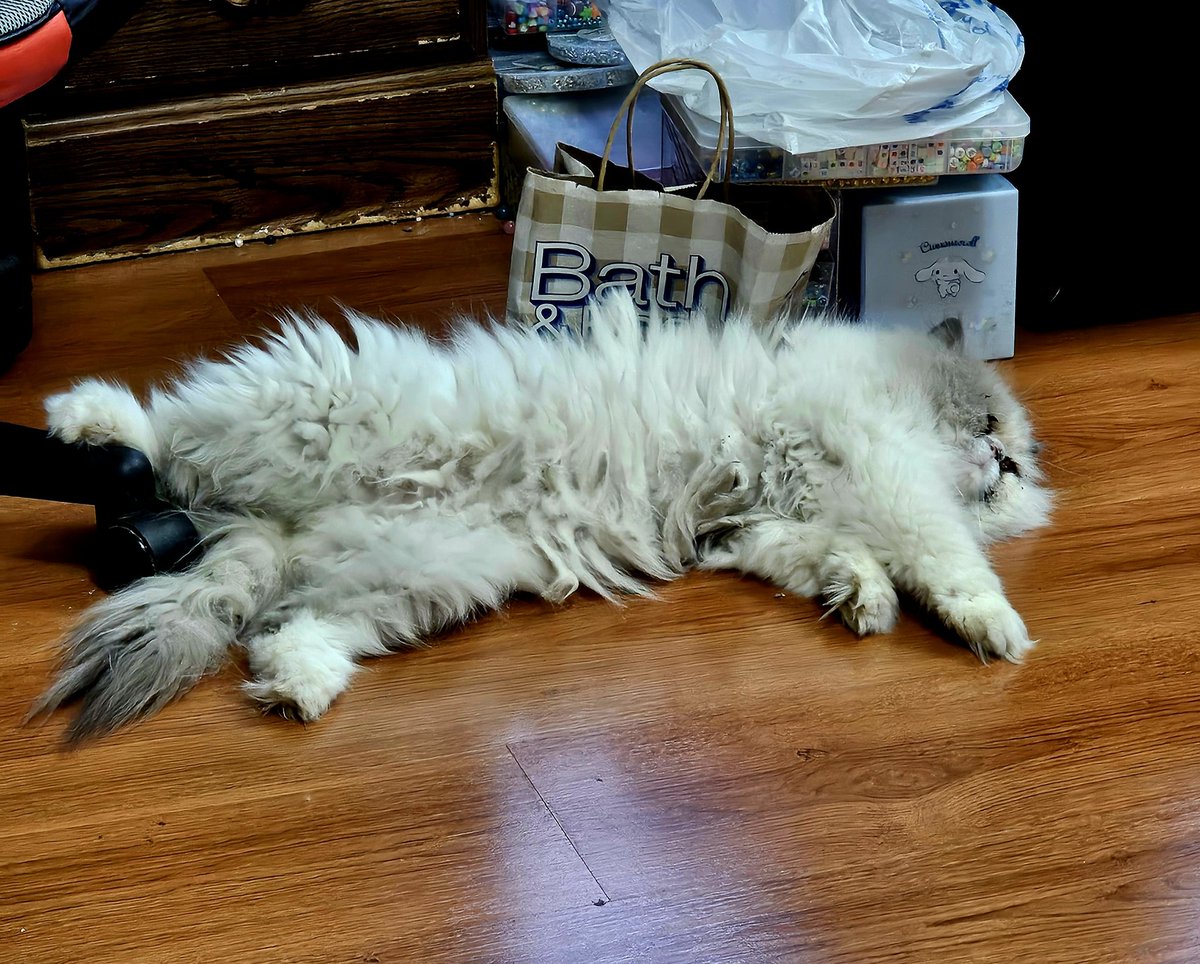 LeninFloresLuc's tweet photo. Feliz y bendecido sábado en inicio de vacaciones de semana santa 2025... 
A descansar como el gato de la casa: Kiro https://t.co/adpNRxxiqU