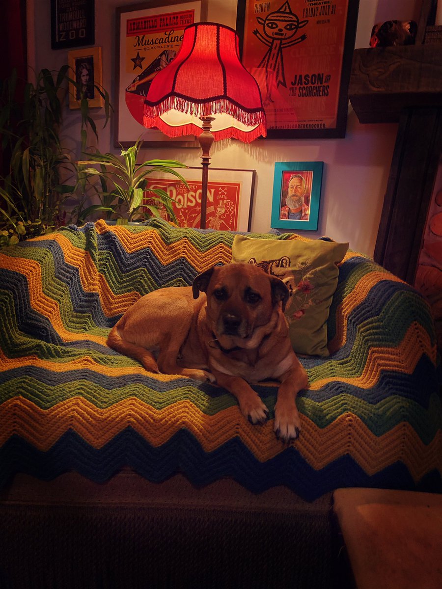 JMcNutty23's tweet photo. This sumbitch has his PHD in looking handsome whilst sitting in chairs. #AdoptDontShop #MutantFam #MutantDog #Ripley https://t.co/SYq7wnZvfL
