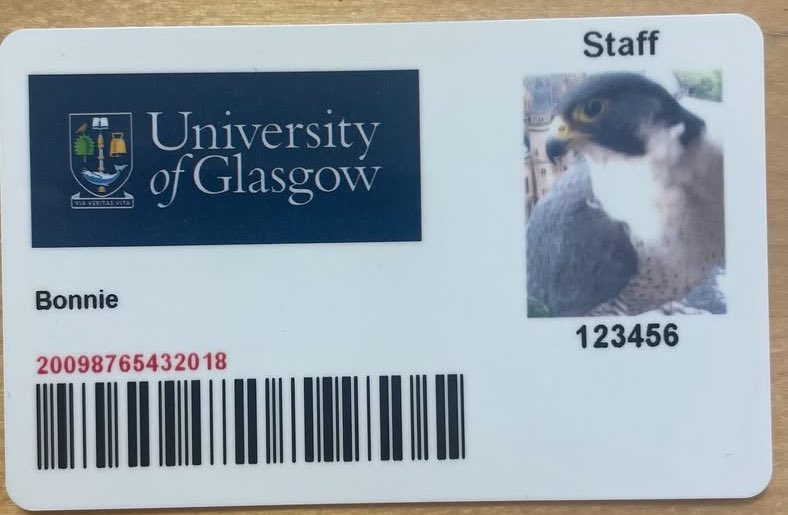 This tickled me the other day. Peregrine Falcons have been nesting in tower of <a href="/UofGlasgow/">University of Glasgow</a> for years. They are known as Bonnie and Clyde and have staff cards! Probably lose them less often than l do. Think it was <a href="/GraemeK73/">Graeme K</a> who brought this to my attention.