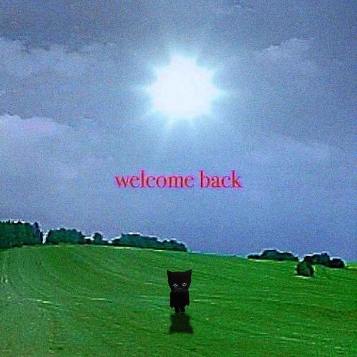 bro the cat tweet media