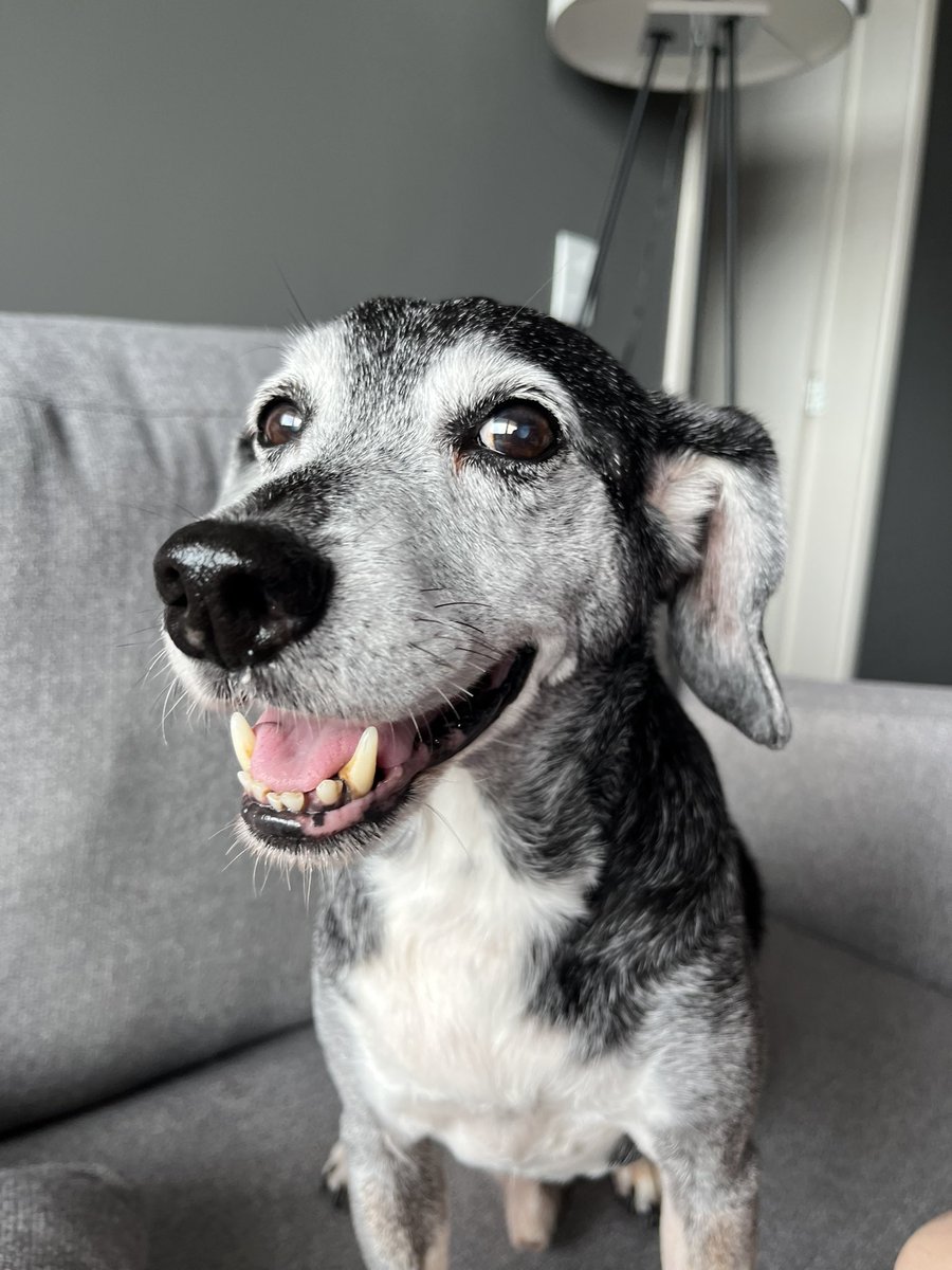 HenriqueLP03's tweet photo. hoje faz 11 anos que um cachorro de rua me seguiu na chuva e entrou no meu prédio comigo… o resto é história 😂❤️
2 anos / 13 anos https://t.co/KPZLjS75gM