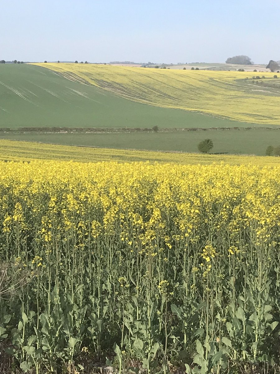 CliveAlexander5's tweet photo. The Marlborough downs in all their glory https://t.co/EHmPv6QZc7