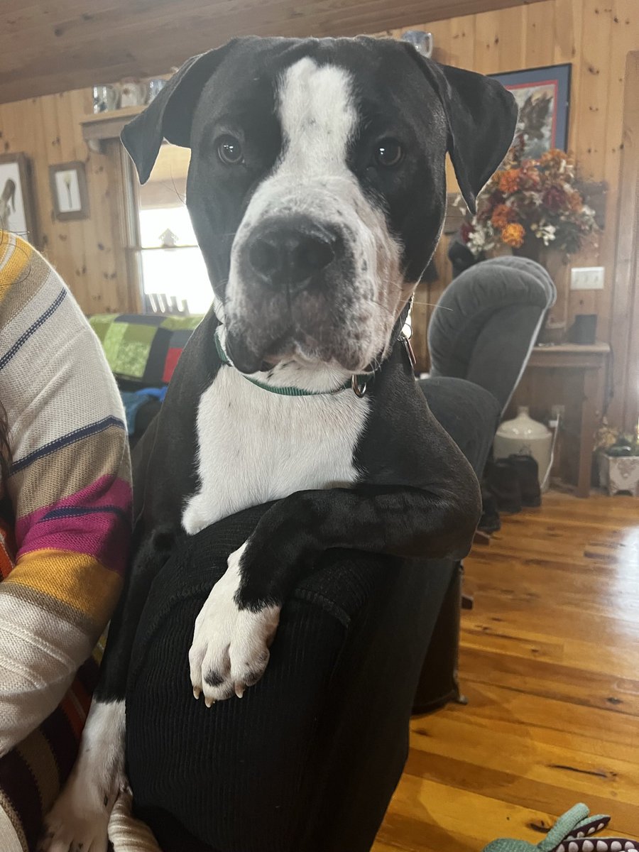 AnnaChristeen16's tweet image. Say hello to Root Beer, @Mythical  #readypetgo