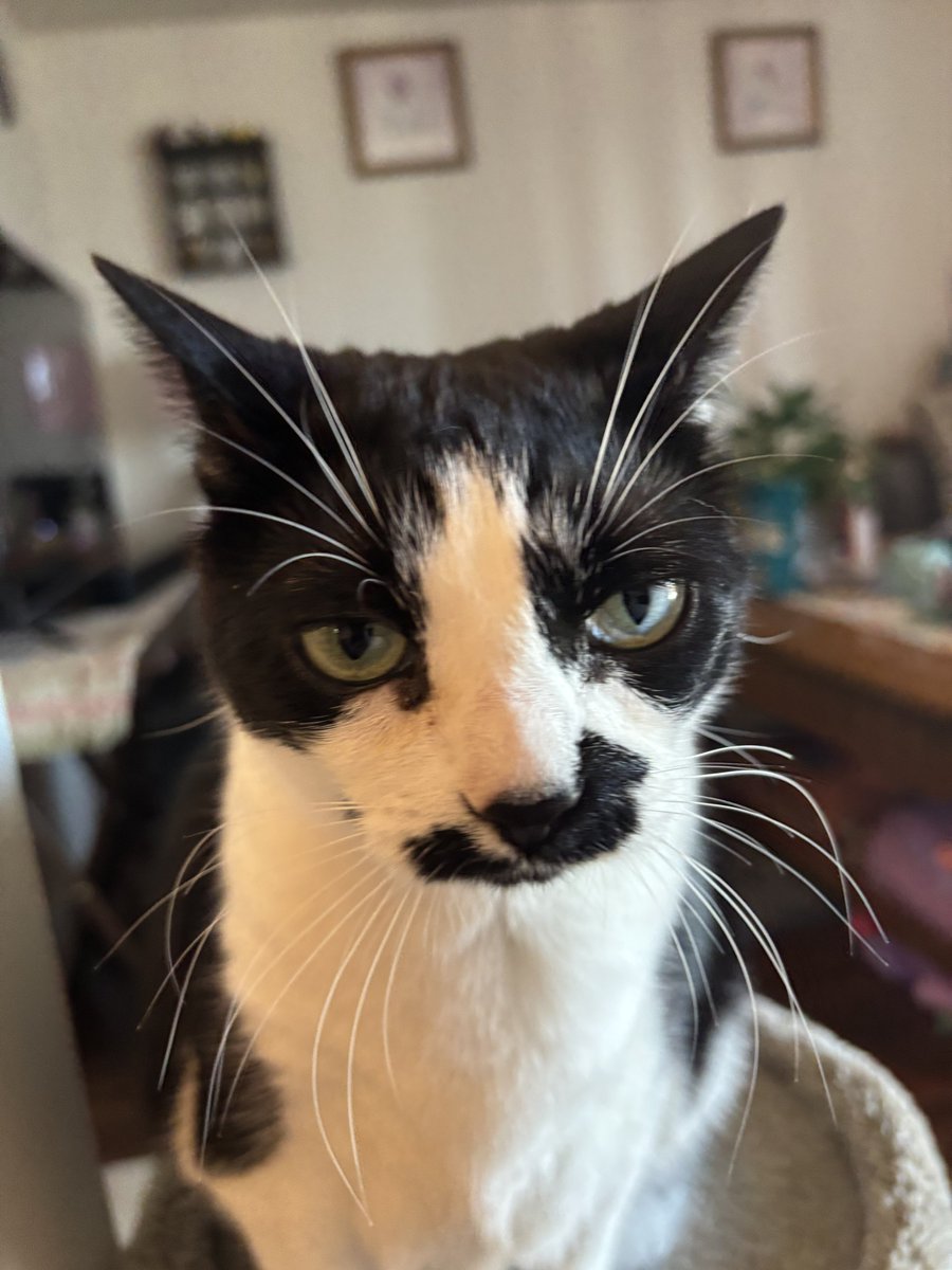 dawn_kimmy_nl's tweet photo. Happy #Caturday
#NoPicturesPlease 🐾
#FeralRescueCat https://t.co/1BTAIKzjfB