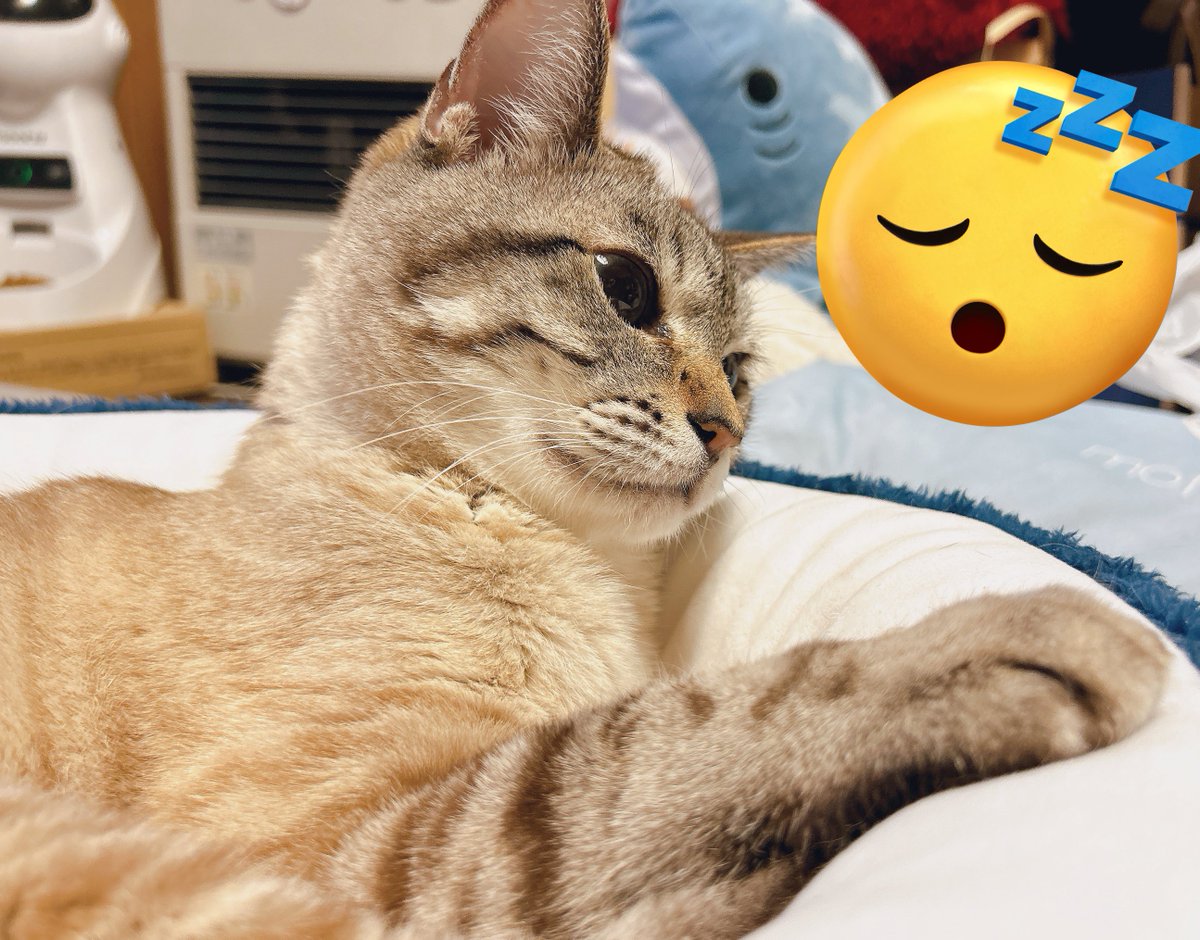 よるのうた聴きに来てくださった方ありがとうございました🫶
スパチャも嬉しかったです🐱
はるちゃんと一緒におねんねします😴
おやすみなさい😴

#yinしました 🐬