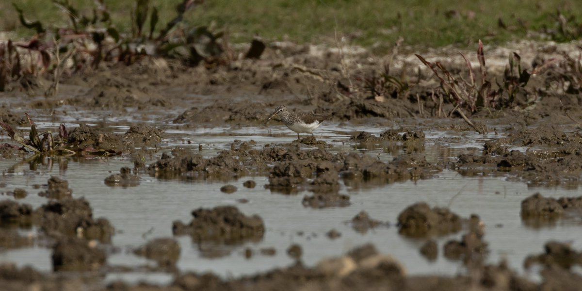 8k walk from home around Angmering. First Whitethroat of the year and so good to find something a bit different - Green Sandpiper in the last of the water. 7 Wheatears, a few Swallows and a Willow Warbler were the best from 46 sps.