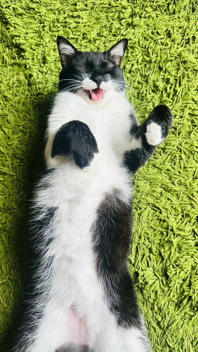 JustMeLilli's tweet photo. @tattyhassan Tiba2 kucing2 kat rumah semua jadi korean ����🤣 https://t.co/KqGrT0oNOi
