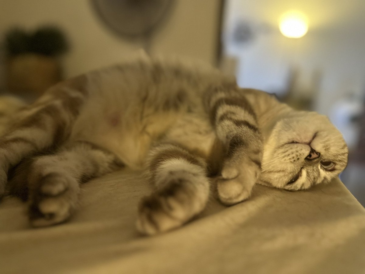 JustMeLilli's tweet photo. @tattyhassan Tiba2 kucing2 kat rumah semua jadi korean ����🤣 https://t.co/KqGrT0oNOi