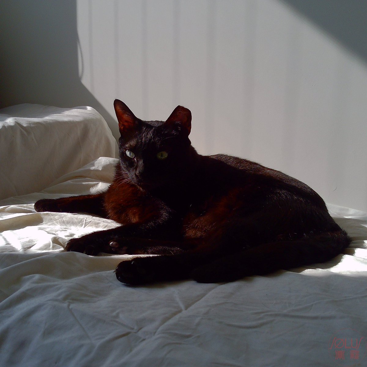 SolusLu's tweet image. 色偏得有點明顯 wwww

猫スナップ
 #初照M1 #toycamera