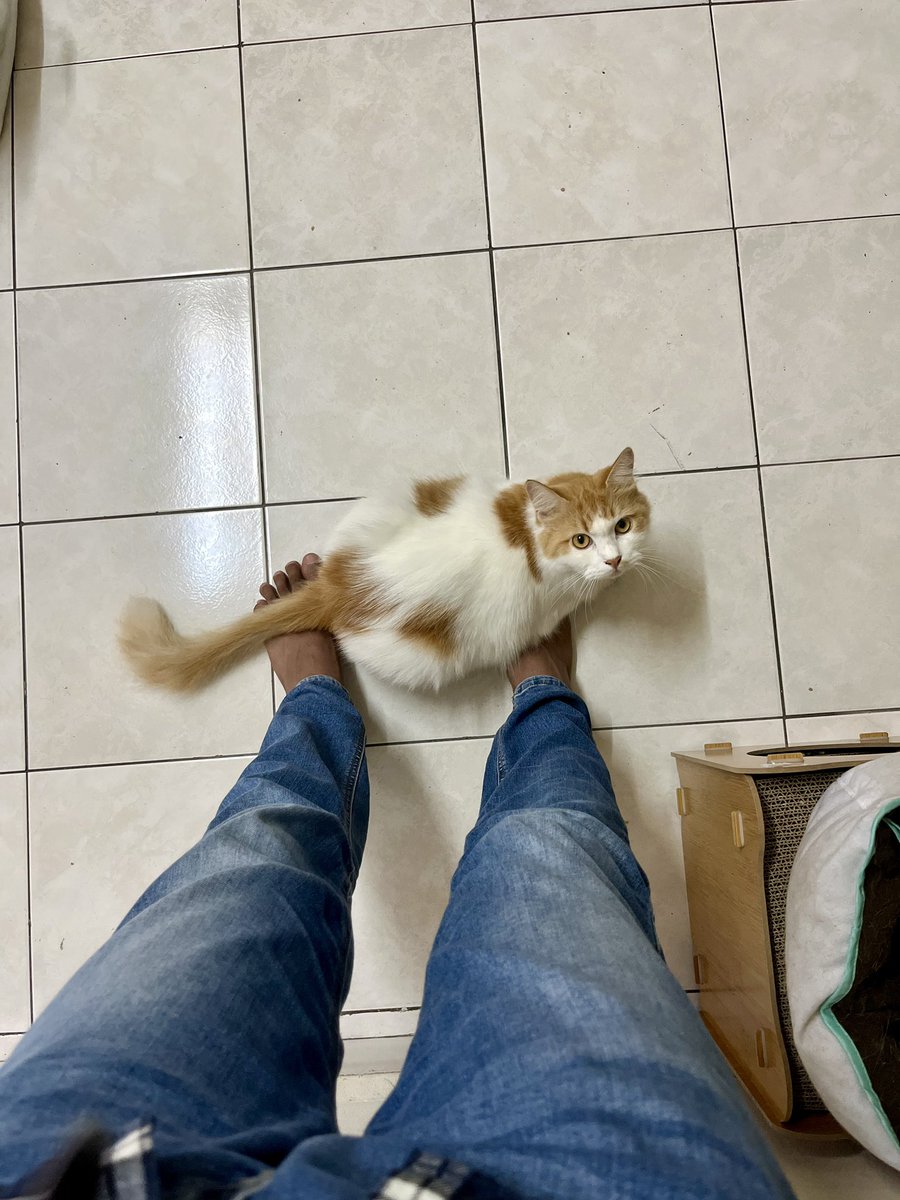 mediocreoboy's tweet photo. Daddy dia xde ni baru lah dia nak dengan kita kalau x hrmmm lambert lg🤭 tadi kita bagi dia treat wet food sbb dia behave and dengar kata😻uish kejap je licin yer wet food tu😽 https://t.co/BofGe9Aj2e