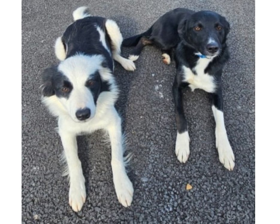 MADRADogRescue's tweet photo. 💓 Besties Panda &amp; Sox need a home together!

1 yr old #collie siblings are so bonded 🥰. 

Panda is a little shy, Sox more adventurous! They are the perfect friends!

Adopting a pair: they settle in much easier, they have each other 💗

https://t.co/JnPs8WUsmO
#AdoptDontShop https://t.co/4wP231cYfD