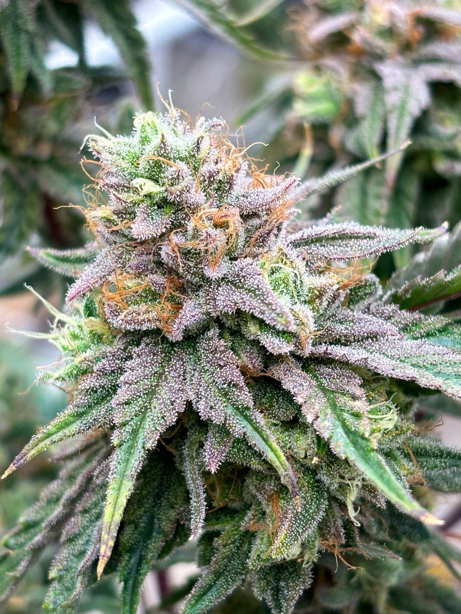 Merlins.B_ tweet media