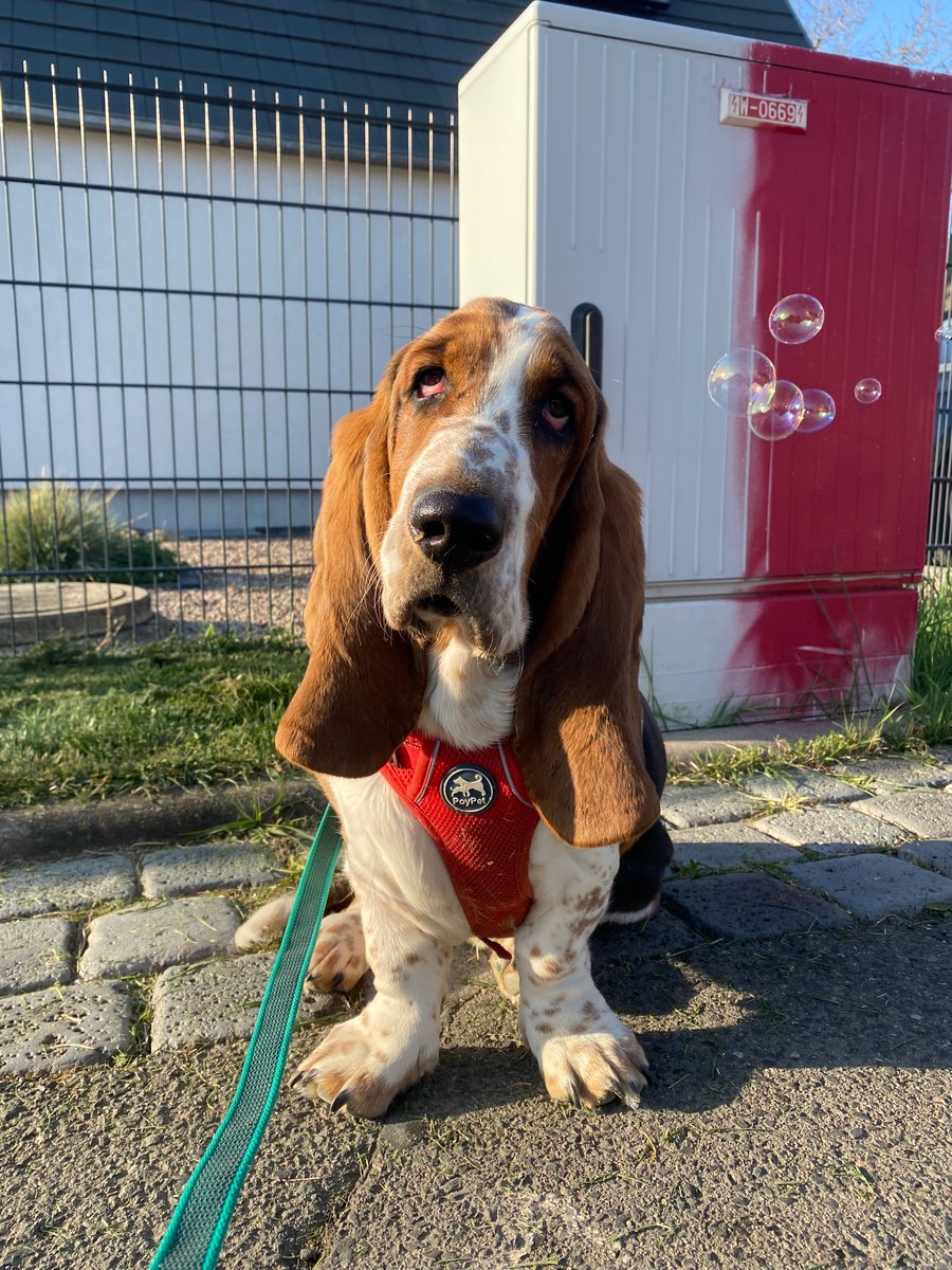 ErnestBasset's tweet photo. Herrchen behauptet, er sei es nicht gewesen, der den Kasten passend besprüht habe. Ich trau ihm nicht. #FCRWE https://t.co/NQKJSyLi3L